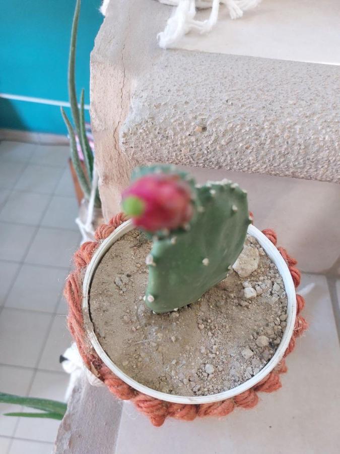 Cho Ku Rei Hostal San José del Cabo 外观 照片