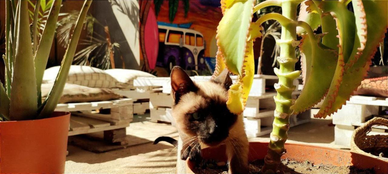 Cho Ku Rei Hostal San José del Cabo 外观 照片